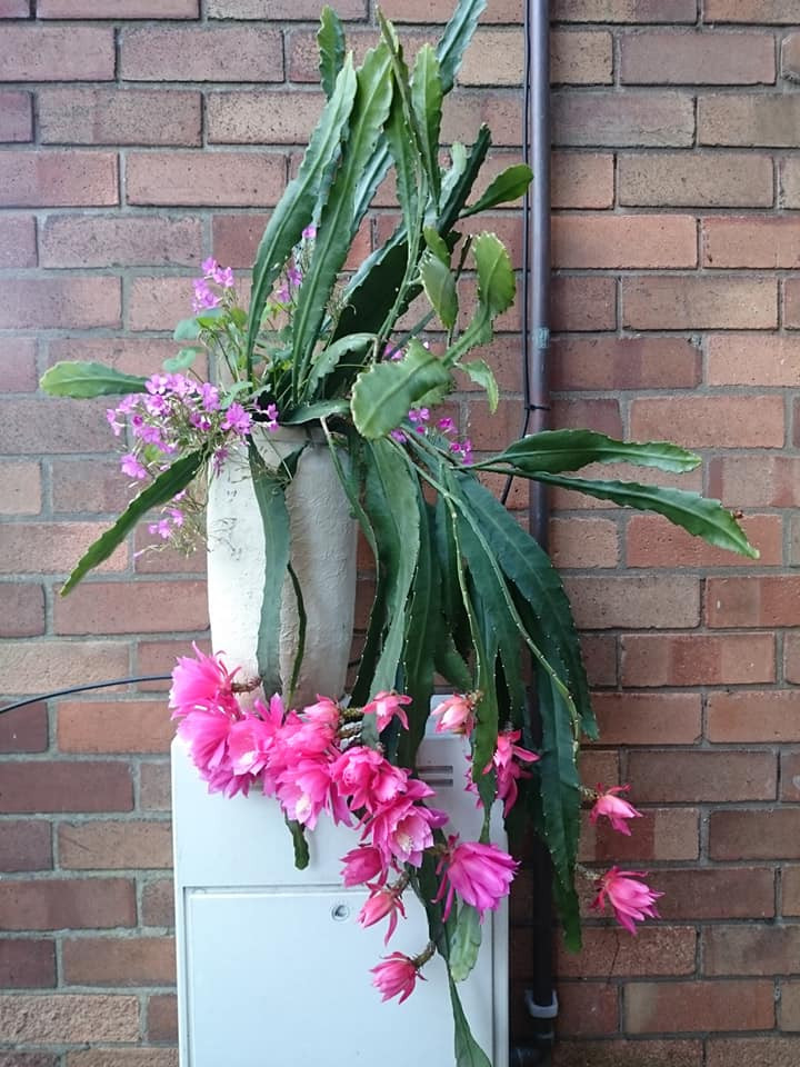 Chùm hoa chi chít rủ xuống trông thích mắt. Ảnh: FB Anh Kim Nguyen.