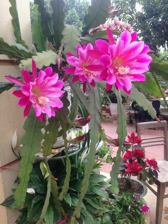 Ngam nhung chau hoa quynh canh dep ngay ngat