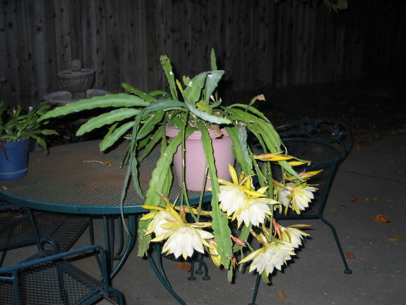 Bông hoa có 3-5 lớp cánh mềm, mỏng như lụa. Ảnh: Salaviet.