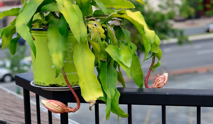 Cũng vì thế mà hoa quỳnh được ưa chuộng đưa lên chậu làm cảnh trang trí nhà đẹp mắt. Ảnh: Hiệu Minh Blog.