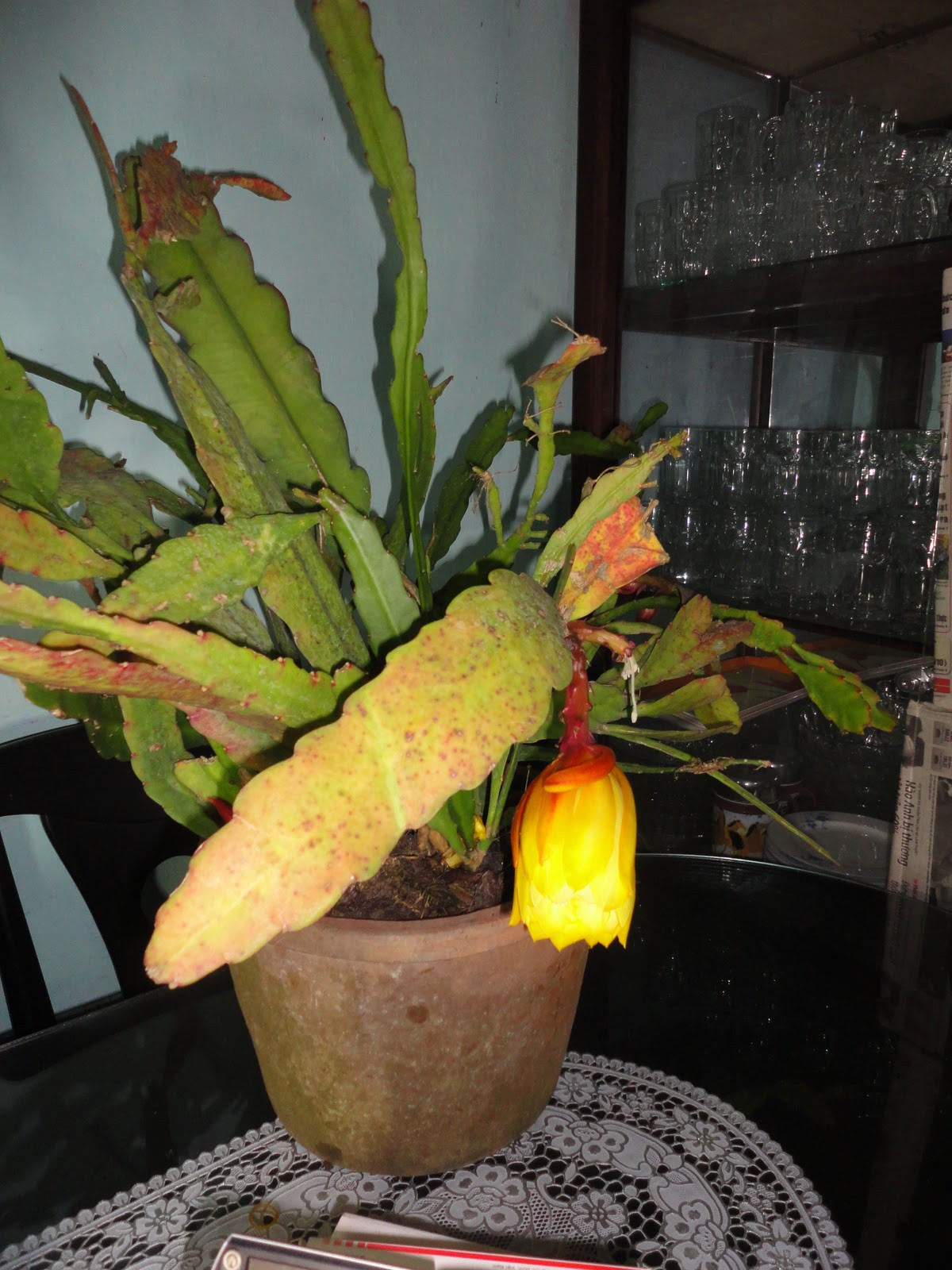 Ngắm hoa quỳnh nở là một thú vui cực kỳ tao nhã của người xưa. Ảnh: Vuonhoanho.