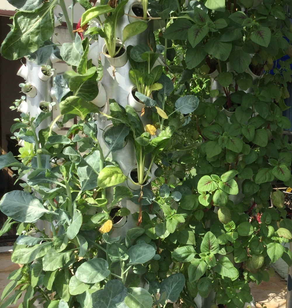 Khu vườn của chị Loan có 16 tháp đứng với trụ cao 2m để trồng rau ăn lá. Ảnh: DSPL.