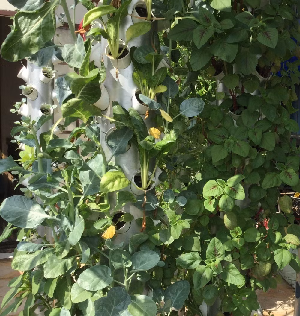 Khu vườn của chị Loan có 16 tháp đứng với trụ cao 2m để trồng rau ăn lá. Ảnh: DSPL.