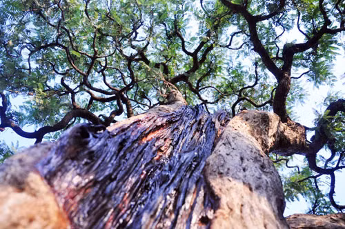 Phần lõi của cây me cổ. Ảnh: Dân Việt.