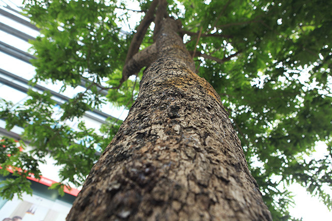 Từ trước đến nay, sưa đỏ luôn được xem là loài cây quý hiếm, "đắt hơn vàng". Ảnh: Dân Việt.