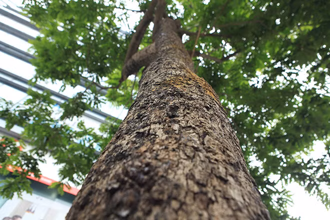 Từ trước đến nay, sưa đỏ luôn được xem là loài cây quý hiếm, "đắt hơn vàng". Ảnh: Dân Việt.