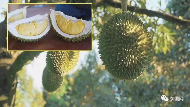 Nhưng giờ đây, Thái Lan đã cho ra đời loại sầu riêng đặc biệt, không mùi "thối". Ảnh: Baidu.