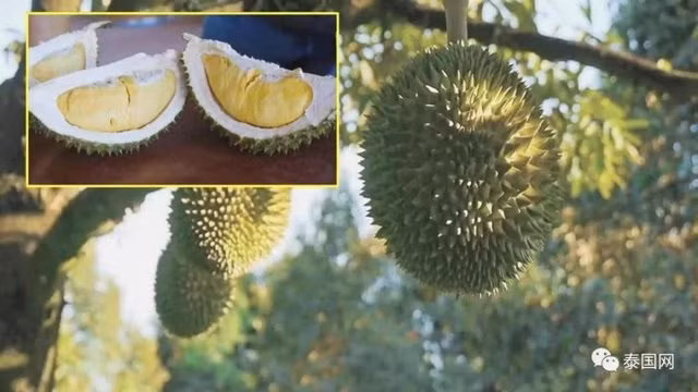 Nhưng giờ đây, Thái Lan đã cho ra đời loại sầu riêng đặc biệt, không mùi "thối". Ảnh: Baidu.