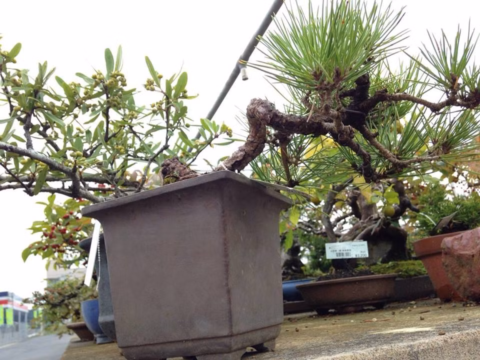 Thông đen có điểm đặc biệt là chịu được điều kiện sống khắc nghiệt như gió lạnh, sương muối, hạn hán. Ảnh: FB Bonsai Cường.