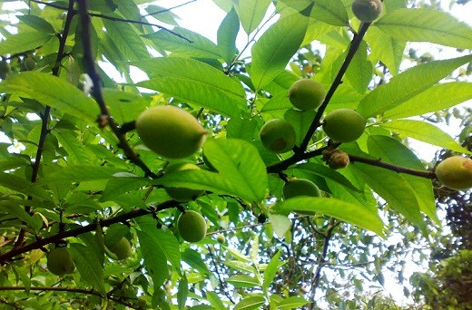 Mơ xanh thường có vị chua, chát thậm chí là hơi đắng. Tuy nhiên, vài năm gần đây, chị em công sở săn lùng và mua nhiều mơ xanh để ăn chống ngán sau Tết. Ảnh: Mochuahuong.