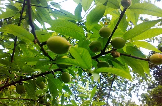 Mơ xanh thường có vị chua, chát thậm chí là hơi đắng. Tuy nhiên, vài năm gần đây, chị em công sở săn lùng và mua nhiều mơ xanh để ăn chống ngán sau Tết. Ảnh: Mochuahuong.