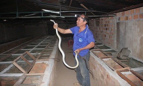 Chính sự mạnh bạo và táo tợn trong kinh doanh đã giúp ông Vân thành lập được trại rắn “khủng” với 150 con, cho thu nhập hơn 100 triệu đồng/ năm.