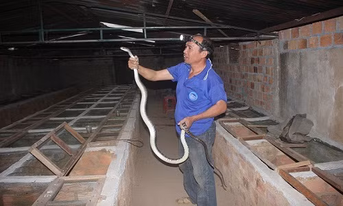 Chính sự mạnh bạo và táo tợn trong kinh doanh đã giúp ông Vân thành lập được trại rắn “khủng” với 150 con, cho thu nhập hơn 100 triệu đồng/ năm.