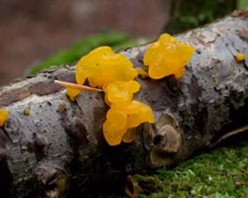 Phát triển ở vùng núi cao không người nên mộc nhĩ vàng là thực phẩm sạch hoàn toàn, không hóa chất. Ảnh: First Nature.