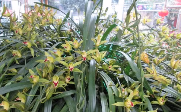 Trung bình mỗi nhành hoa nở trong chậu có giá đến 1,2 triệu đồng. Ảnh: Infonet.