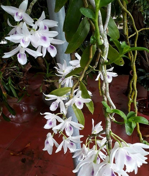 Còn đây là giò lan phi điệp đột biệt gen được ông Nguyễn Văn Đ. (trú tại khối 8, thị trấn Kim Sơn, huyện Quế Phong, Nghệ An) bán với giá 600 triệu đồng. Ảnh: Baonghean.