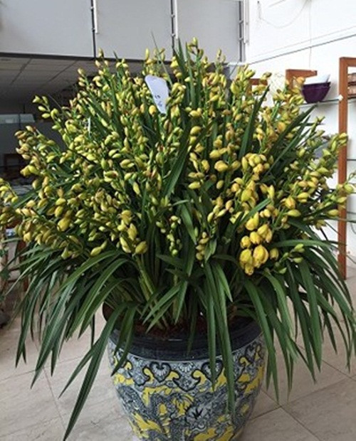 Còn đây là chậu hoa địa lan hàng trăm cành được khách đặt mua với mức giá "khủng" 680 triệu đồng tại chợ hoa Quảng An (ở quận Tây Hồ, Hà Nội) dịp Tết 2018. Ảnh: VOV.