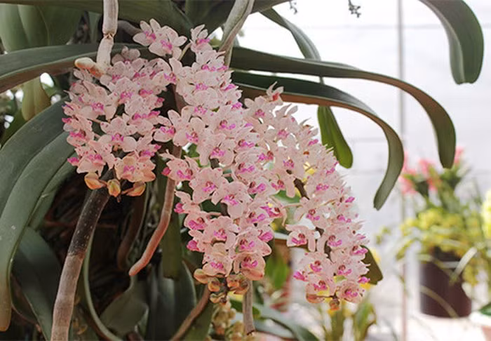 Chậu lan có hàng chục cây bám trên thân gỗ mục, lá xanh khỏe, những chùm hoa màu trắng phớt tím. Cây được chủ nhân rao bán với giá 150 triệu đồng. Ảnh: Doanhnghiep.