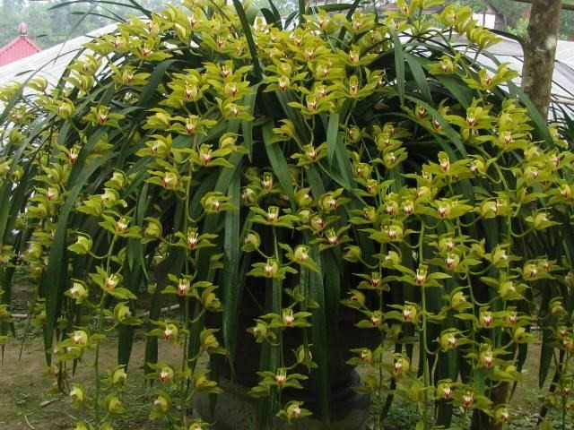 Dịp Tết Nguyên đán 2018 vừa qua, một đại gia Hà thành đã chi hơn 1 tỷ đồng để mua 5 chậu hoa địa lan Trần Mộng huyền thoại về chơi Tết và tặng bạn bè. Ảnh: Vietnamnet.