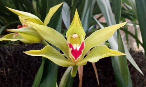 Những gia đình có điều kiện không tiếc 100 triệu đồng để thuê chậu lan Trần Mộng có hoa xanh ngọc (chậu có 70 cành) về chơi Tết. Ảnh: Vietnamnet.