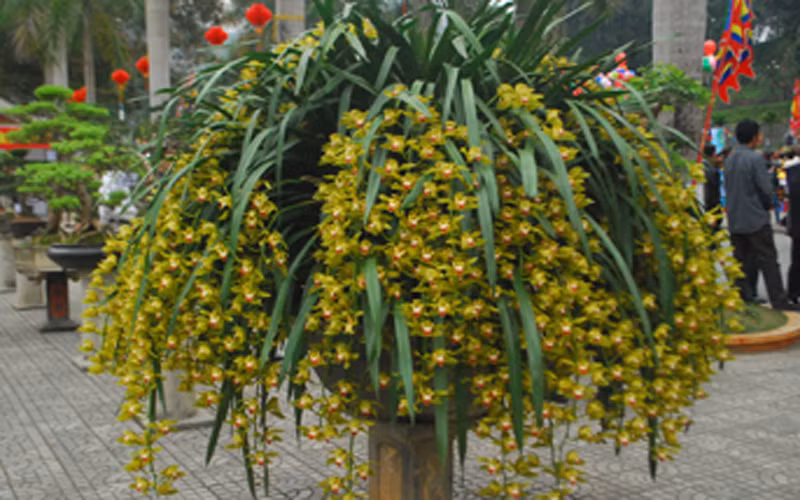 Lan Trần Mộng có vẻ đẹp hiếm thấy với chùm hoa màu xanh ngọc hay xanh lá mạ nhìn như sao rơi dài cả mét. Ảnh: Trangtraiviet.