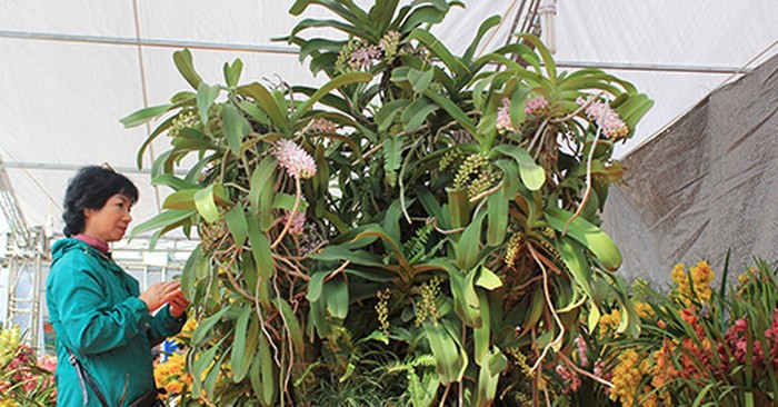 Tại Hội chợ xuân 2017 (Hoàng Quốc Việt, Cầu Giấy, Hà Nội), chậu hoa lan đai trâu rừng của anh Nguyễn Quốc Bảo (Nam Định) thu hút nhiều khách đến xem. Ảnh: Doanhnghiep.