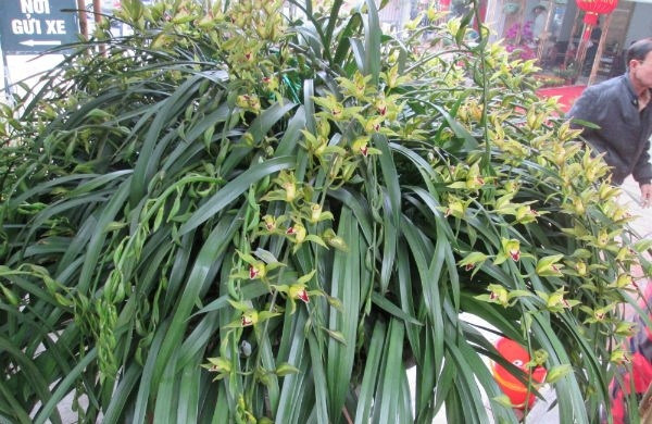 Triển lãm chợ Xuân Bính Thân 2016 ở Hà Nội xuất hiện một chậu địa lan Sa Pa “khủng” hơn 100 cành, có giá bán 120 triệu đồng. Ảnh: Infonet.