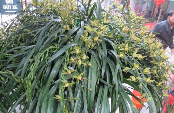 Triển lãm chợ Xuân Bính Thân 2016 ở Hà Nội xuất hiện một chậu địa lan Sa Pa “khủng” hơn 100 cành, có giá bán 120 triệu đồng. Ảnh: Infonet.