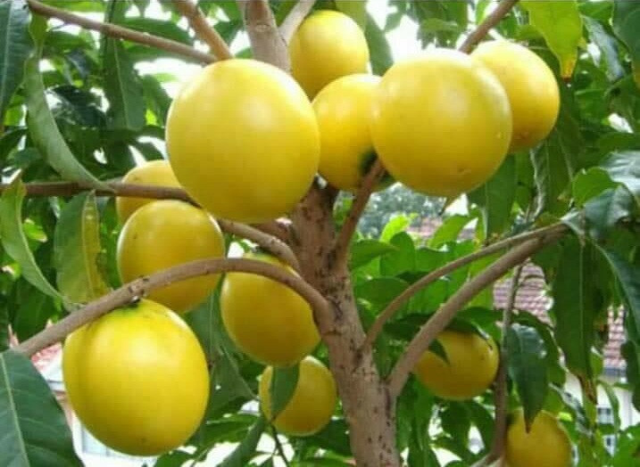 Gần đây, giống cây vú sữa vàng Đài Loan cũng được nhiều chủ vườn rao bán với giá 300.000 đồng/cây. Ảnh: Facebook mốC Xjnh.