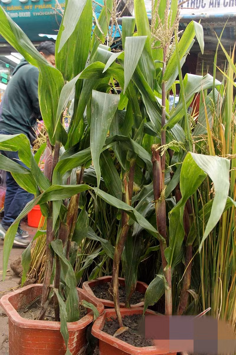 Không chỉ có lúa, sắn, khoai mà ngô cũng được đưa lên chậu làm cảnh. Ảnh: Vietnamnet.
