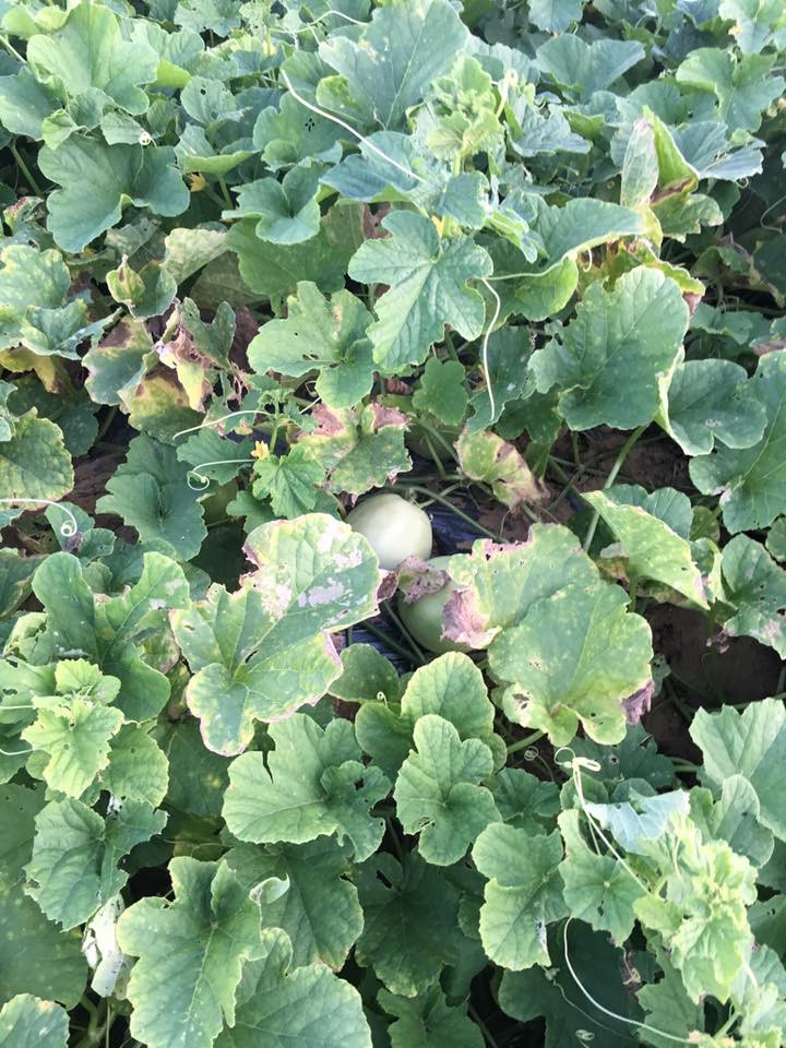 Trên chợ mạng, dưa lê Nghệ An cũng được rao bán với giá từ 25.000 - 35.000 đồng/kg. Ảnh: FB Bé Thơm's.