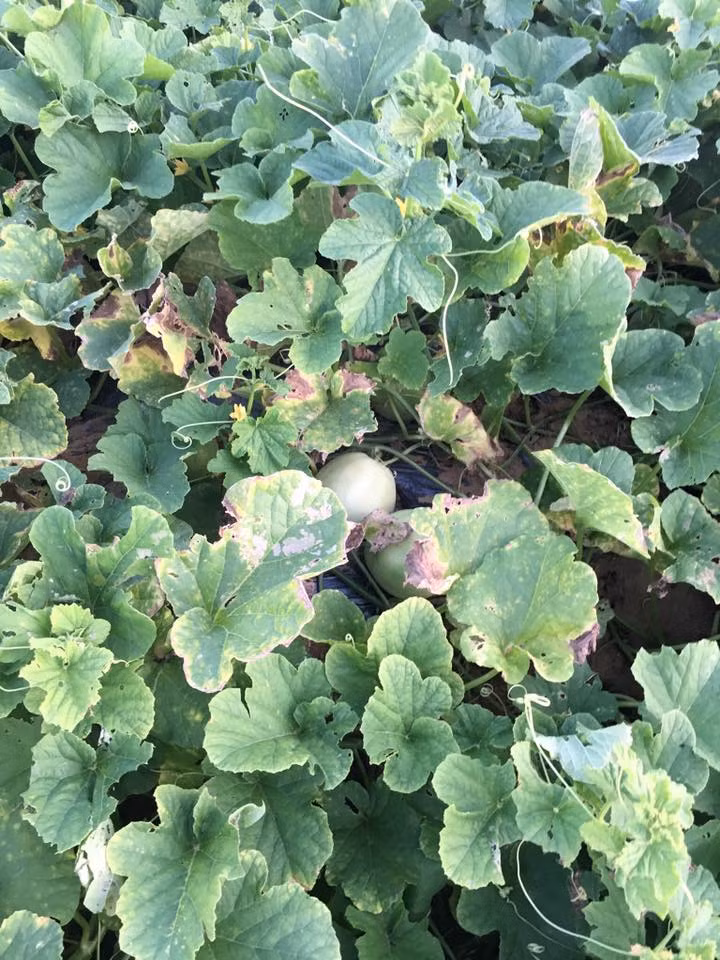 Trên chợ mạng, dưa lê Nghệ An cũng được rao bán với giá từ 25.000 - 35.000 đồng/kg. Ảnh: FB Bé Thơm's.