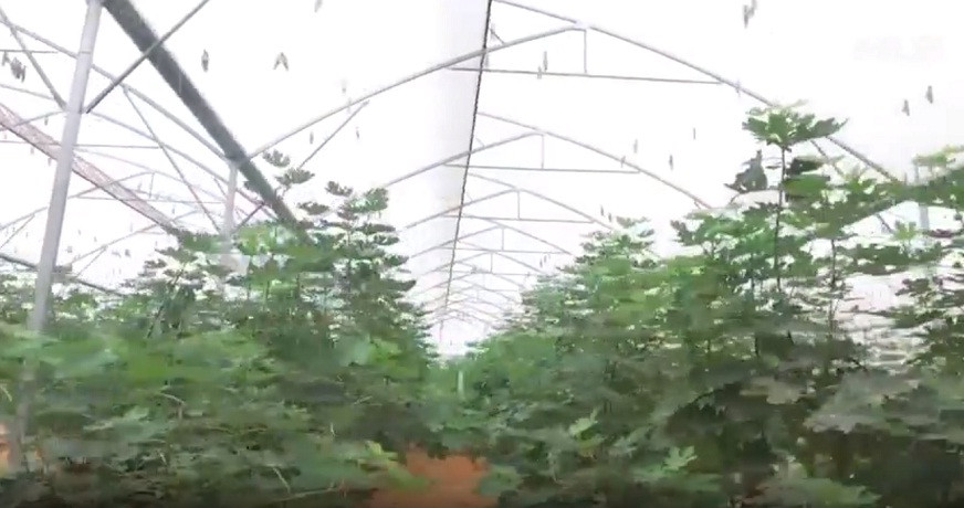 Diện tích trồng sung Mỹ ở Đồng Nai từ 5-7ha, chủ yếu trồng trong nhà màng. Ảnh: NLĐ.