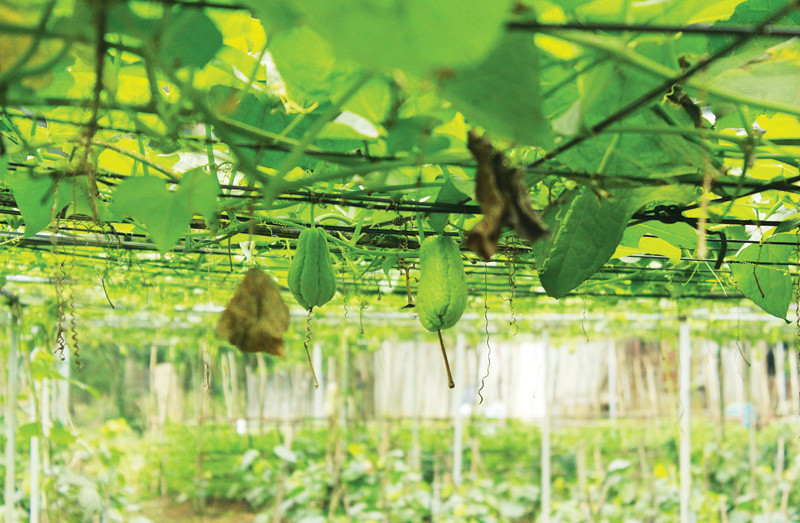 Các loại rau củ tại trang trại đều bảo đảm chất lượng và sự an toàn. Ảnh: Trangtraiviet.