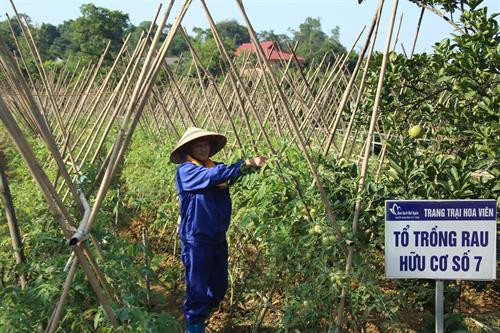 Mọi công đoạn nhổ cỏ, làm đất đều được công nhân thực hiện bằng tay. Ảnh: Kinhtedothi.