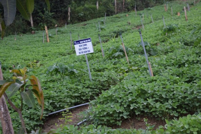 Các loại rau rừng mang lại hiệu quả kinh tế cao. Ảnh: Phunuvn.