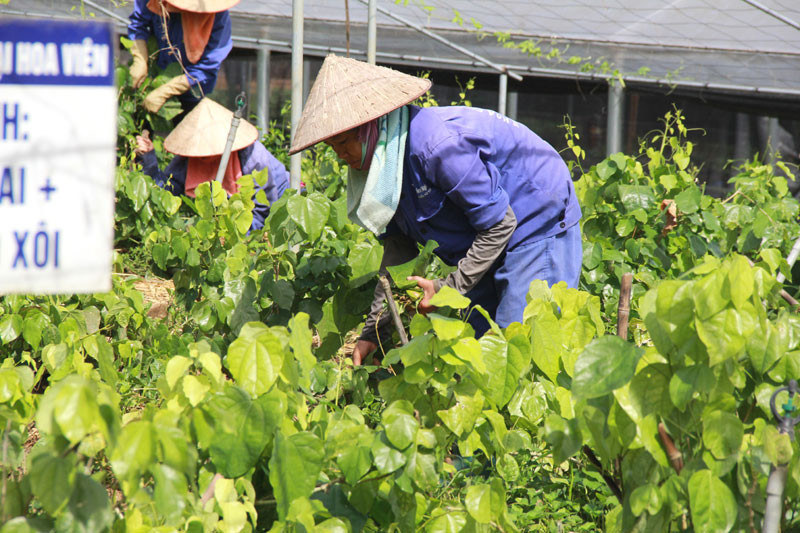 Bình quân mỗi ngày, trang trại cung cấp cho cửa hàng 3-4 tạ rau sạch các loại với giá cao gấp 2-3 lần so với rau sản xuất theo cách thông thường, cho doanh thu hàng tỷ đồng/năm. Ảnh: Kinhtedothi.