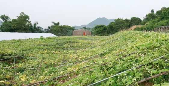 Trang trại Hoa Viên áp dụng quy trình trồng rau hữu cơ nghiêm ngặt từ khâu chọn giống đến khâu thu hoạch. Ảnh: Baoanhvietnam.