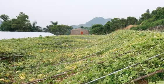 Trang trại Hoa Viên áp dụng quy trình trồng rau hữu cơ nghiêm ngặt từ khâu chọn giống đến khâu thu hoạch. Ảnh: Baoanhvietnam.