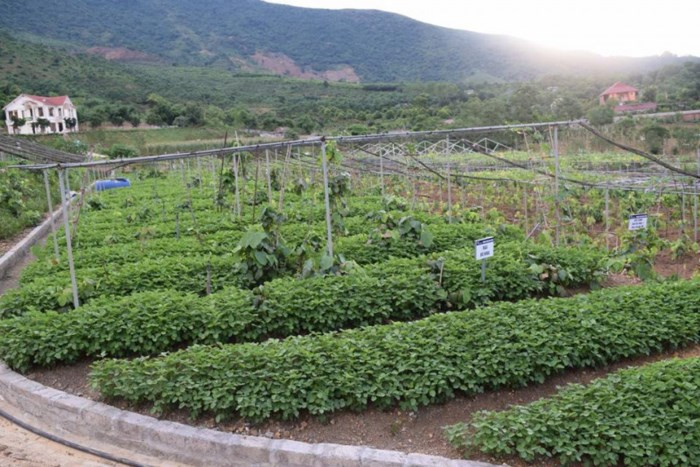 Bên cạnh các loại rau thông thường như rau ngót, rau cải các loại, hoa thiên lý, rau muống...trang trại còn trồng cả triệu gốc rau rừng quý hiếm. Ảnh: Phunuvn.