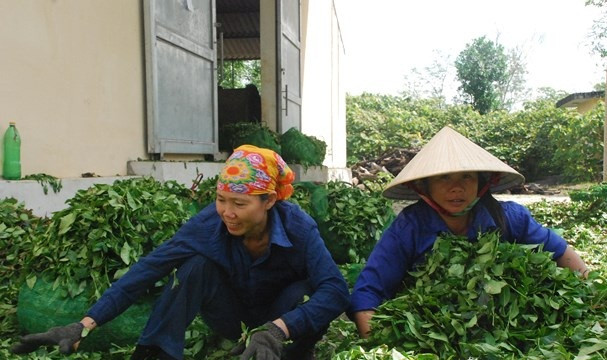 Năng suất và giá trị không cao nhưng do số lượng lớn, 5.000 ha, các đồi chè ở Thanh Chương mang về nguồn thu tiền tỷ cho các hộ dân. Ảnh: Baonghean.