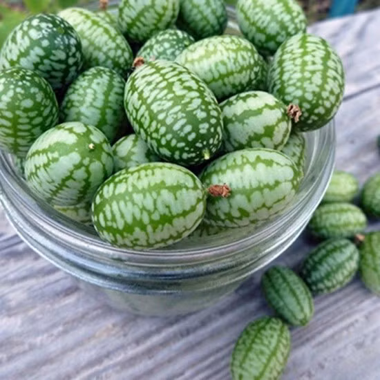 Dưa hấu chuột có kích thước bằng quả nho. Mỗi kg có khoảng 200 quả. Ảnh: Hatgiongf1. Video: Dưa hấu tí hon Pepino tại Đà Lạt. Nguồn: VTC14.