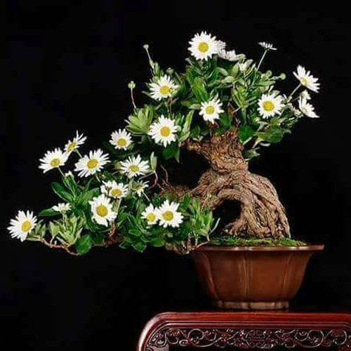 Gốc cây xù xì tạo dáng vẻ cổ kính. Ảnh: FB Quang Ngân Quất Bonsai.