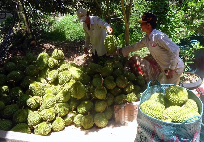 Đến mùa thu hoạch, cả xã Ngũ Hiệp nhộn nhịp như ngày hội. Ảnh: Lao động.