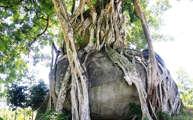 Rễ cây to cuốn chặt lấy khối đá rồi đâm xuống đất. Ảnh: Zing.