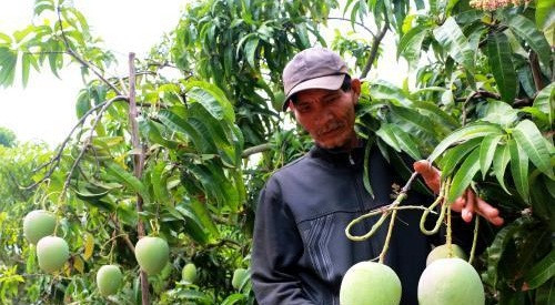 Sau gần 20 năm chăm sóc, đến nay ông Trần Văn Thơ ( Lộc Hưng, Lộc Ninh, Bình Phước) sở hữu vườn xoài Úc 3ha, cho thu nhập đến vài tỷ đồng. Ảnh: TTXVN.