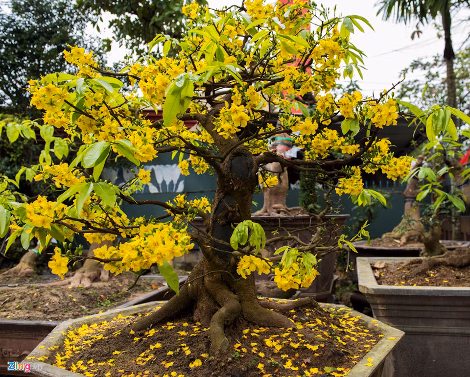 Những người chơi mai cảnh ở Huế cho biết thú chơi mai có từ lâu, bắt nguồn từ trong Hoàng cung xưa. Thú chơi này gắn liền với cách chơi cây, hoa của vua quan triều đình. Điều đó thể hiện rõ ở các vườn Cơ Hạ, Thiệu Phương...