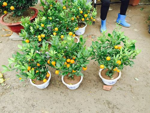 Đối với quất cảnh, trước khi trồng lại 10 ngày, cần dùng sản phẩm siêu ra rễ hoặc nước tăng trưởng Vườn sinh thái. Ảnh: Cayvahoa.