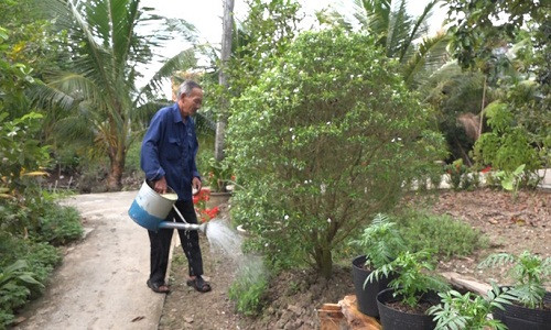Ông Nguyễn Văn Bé chăm sóc vườn tược nhà mình