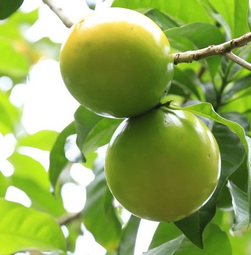 Quả vú sữa căng bóng, có màu xanh nhưng khi chín thì chuyển sang vàng tươi, ăn có vị ngọt thanh, thoang thoảng mùi sữa. Ảnh: Baovinhlong.